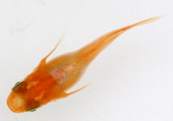 楊貴妃ヒカリ半ダルマめだか