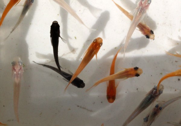 いろいろカラフルセット