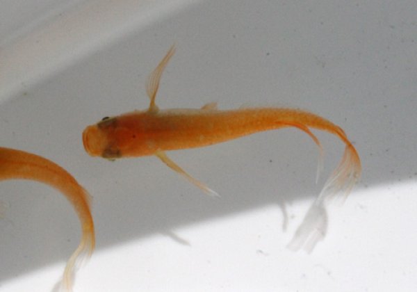 楊貴妃ヒレ長めだか