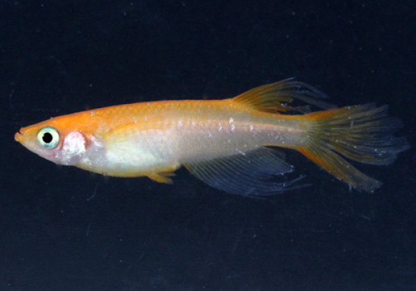 楊貴妃ヒレ長めだか