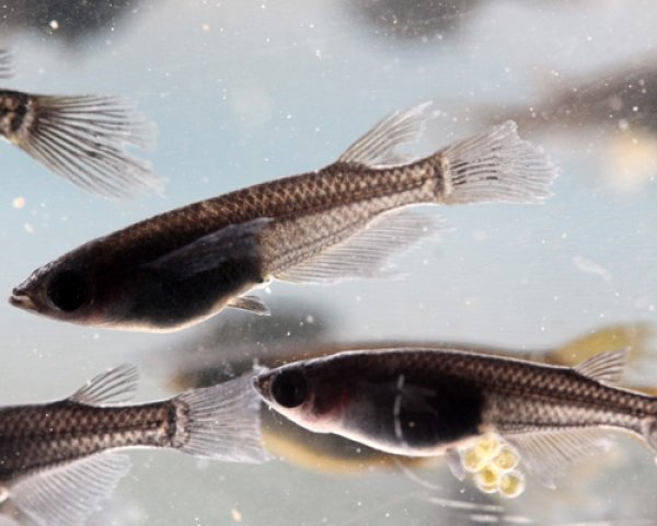 黒龍ヒレ長めだか