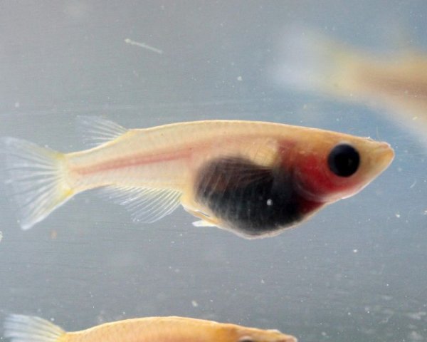 上級!! ピンクグレーパンダめだか (黒目透明鱗)