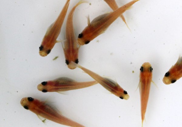 上級!! ピンクグレーパンダめだか (黒目透明鱗)