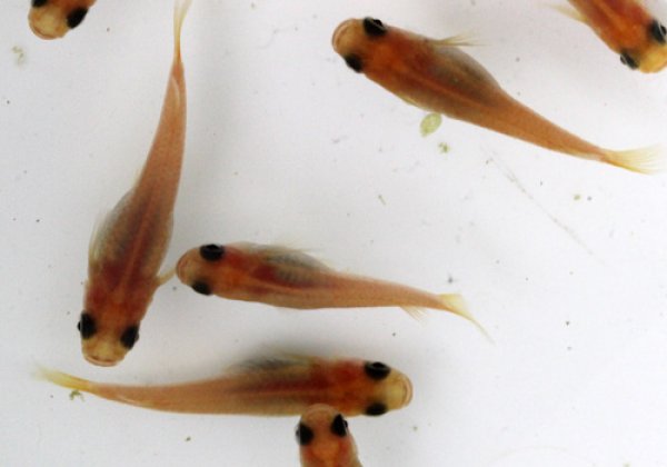 上級!! ピンクグレーパンダめだか (黒目透明鱗)