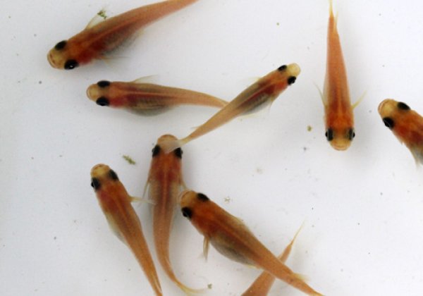 上級!! ピンクグレーパンダめだか (黒目透明鱗)