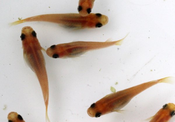 上級!! ピンクグレーパンダめだか (黒目透明鱗)