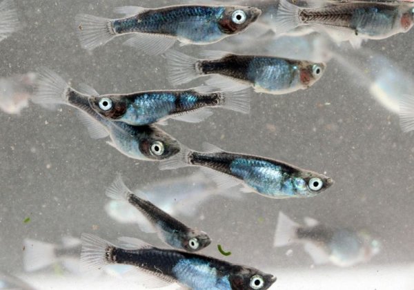 黒百式（ひゃくしき）めだか