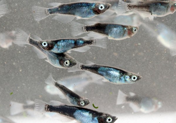 黒百式（ひゃくしき）めだか