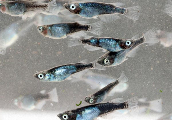 黒百式（ひゃくしき）めだか