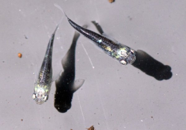 黒百式（ひゃくしき）めだか