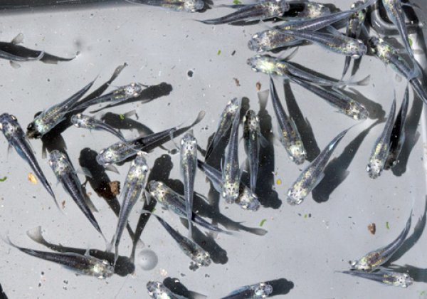 黒百式（ひゃくしき）めだか