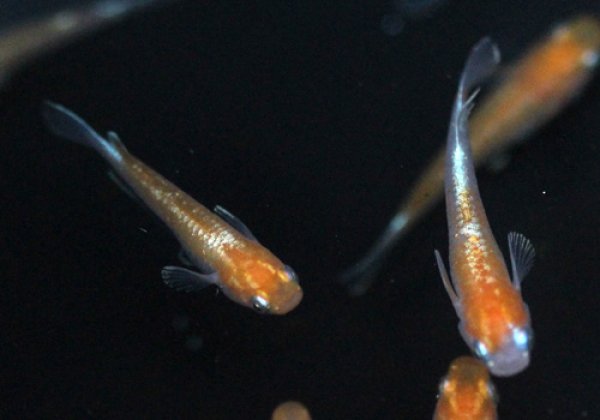 天照(アマテラス)めだか