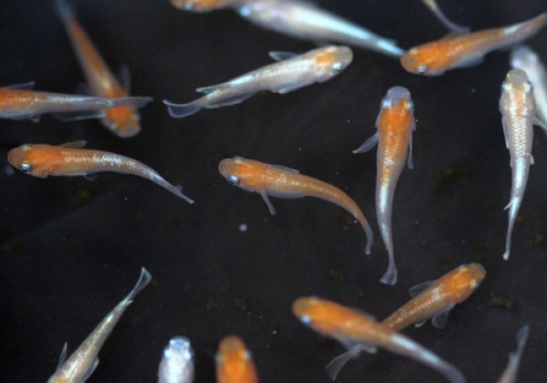 天照(アマテラス)めだか