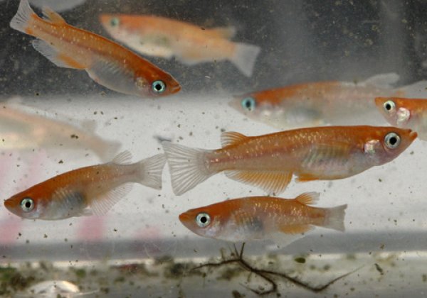 天照(アマテラス)めだか