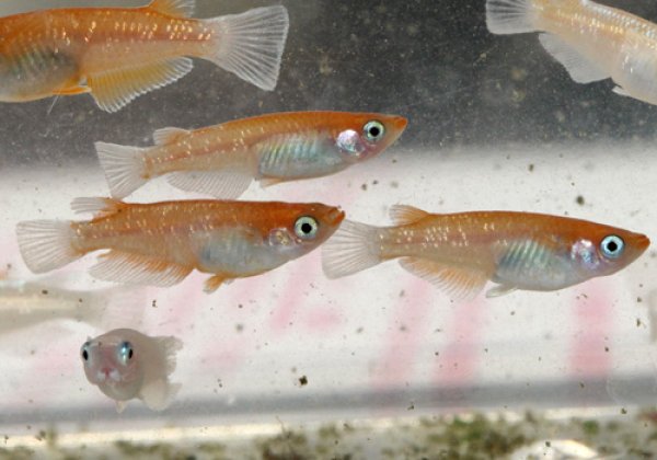 天照(アマテラス)めだか