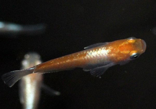 天照(アマテラス)めだか