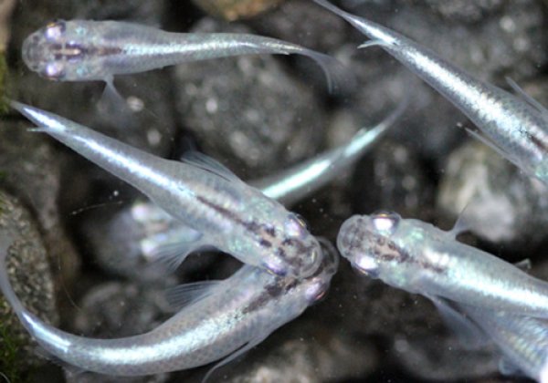 青幹之めだか 強光