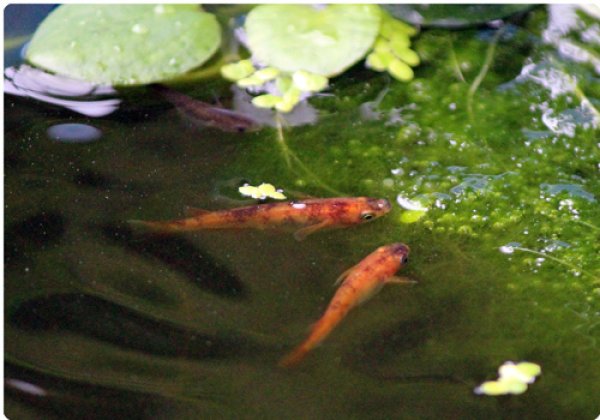 画像3: ブチめだか　5尾＋α　【サイズ：Ｍ〜Ｌ】 (3)