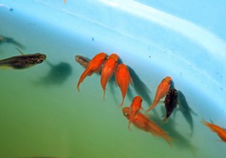 めだか通販 販売 めだか本家