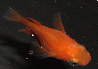 めだか通販 販売 めだか本家