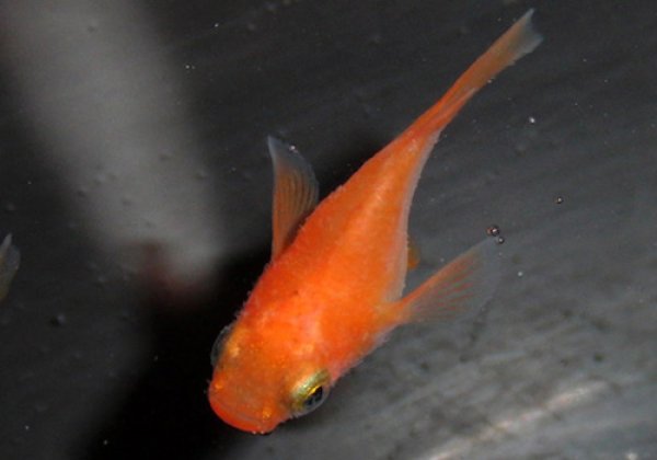 楊貴妃ダルマめだか 横向き