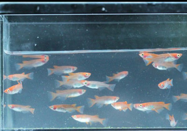 紅白めだかF1(赤系透明鱗)