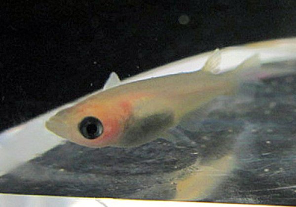 白パンダめだか 1尾