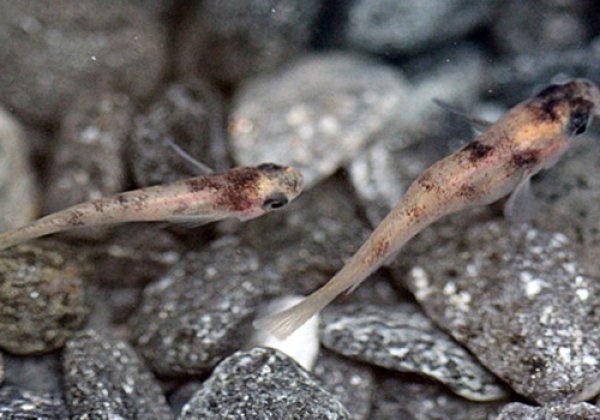 白ブチめだか　ペア