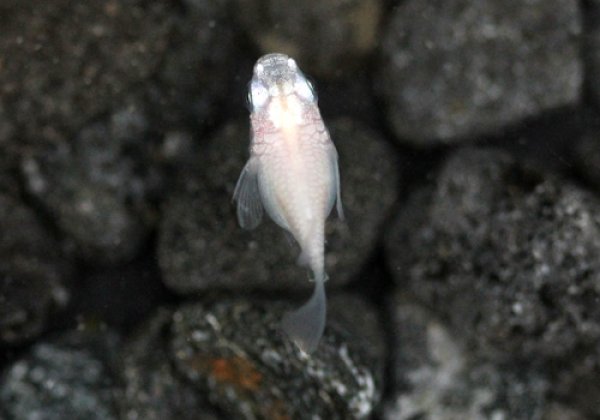 白ダルマめだか 上から