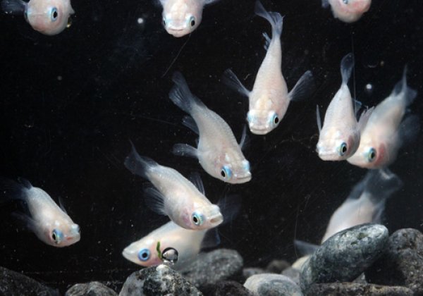 白ダルマめだか 姿