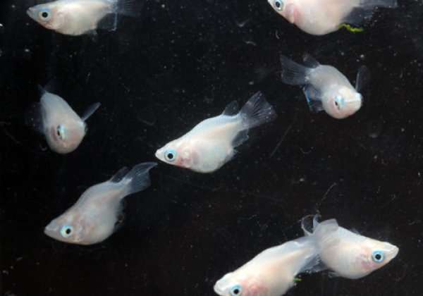 白ダルマめだか 群の横姿