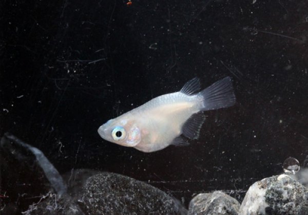 白ダルマめだか 横から