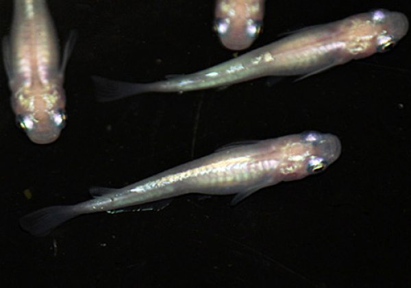 幹之(みゆき)体内外光めだか